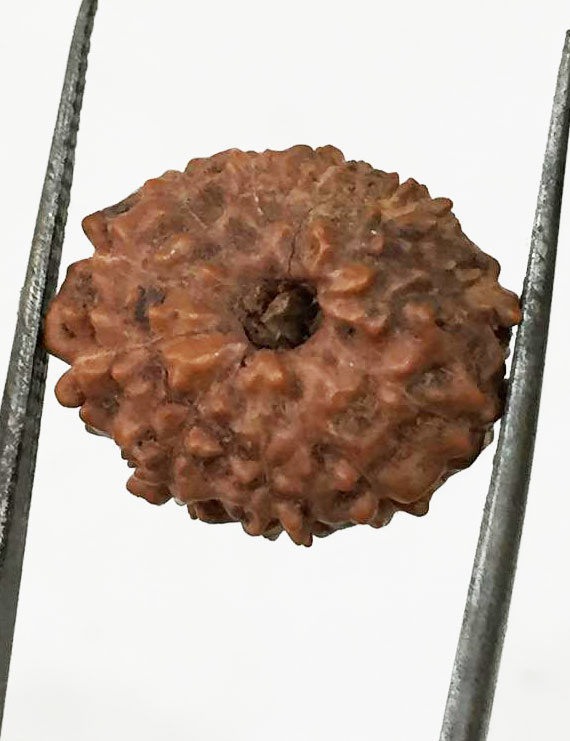 11 Mukhi Indonesia Certified Rudraksha size - 15 mm